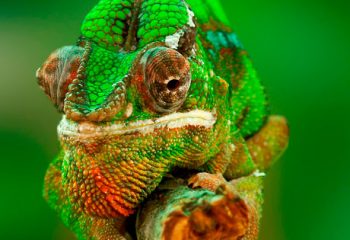 course corrections camouflage clinita - corrective micropigmentation training